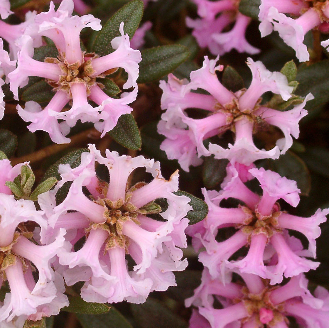 PRIMULIFLORUM  DOKER LA Rhododendron Rhododendron Dwarf Species and Hybrids