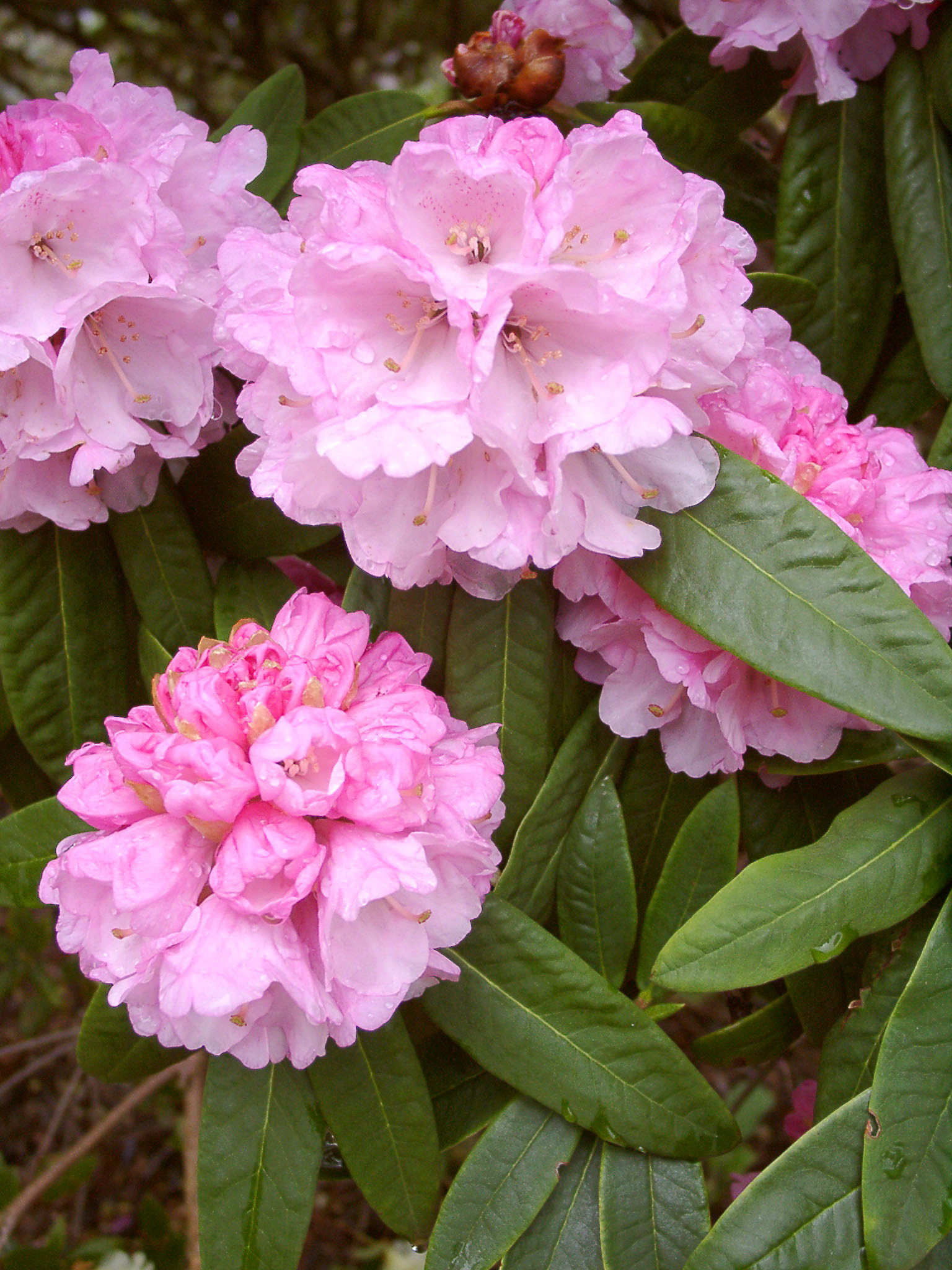 PRINCIPIS 3. Elepidote Species Larger Species Rhododendrons