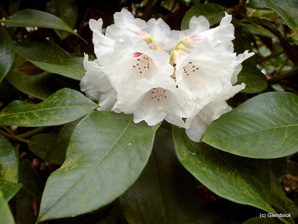 PRATTII Rhododendron Larger Species Rhododendrons