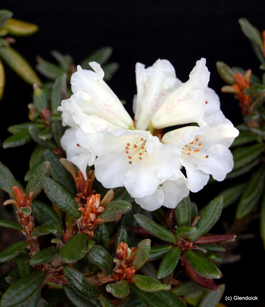 PROTEOIDES Rhododendron Rhododendron Dwarf Species and Hybrids