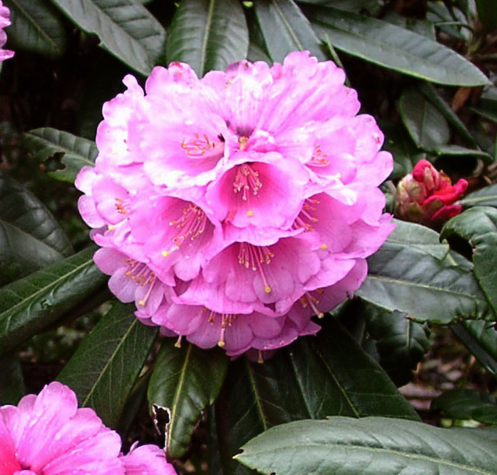 PUDOROSUM Rhododendron Larger Species Rhododendrons