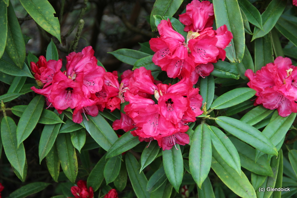 PACHYTRICHUM MONESEMATUM GLENDOICK CERISE [GLE30] Rhododendron Larger Species Rhododendrons