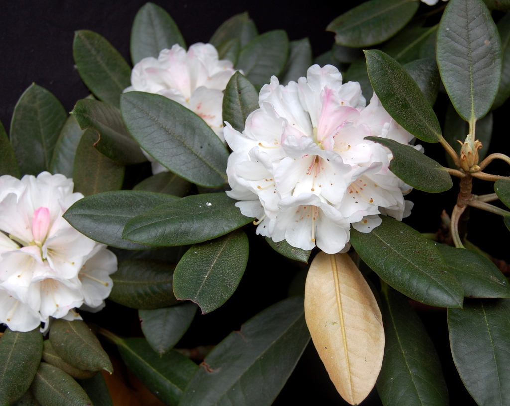 SPHAEROBLASTUM CW Luo Ji Shan 14557 blue leaved Rhododendron Larger Species Rhododendrons
