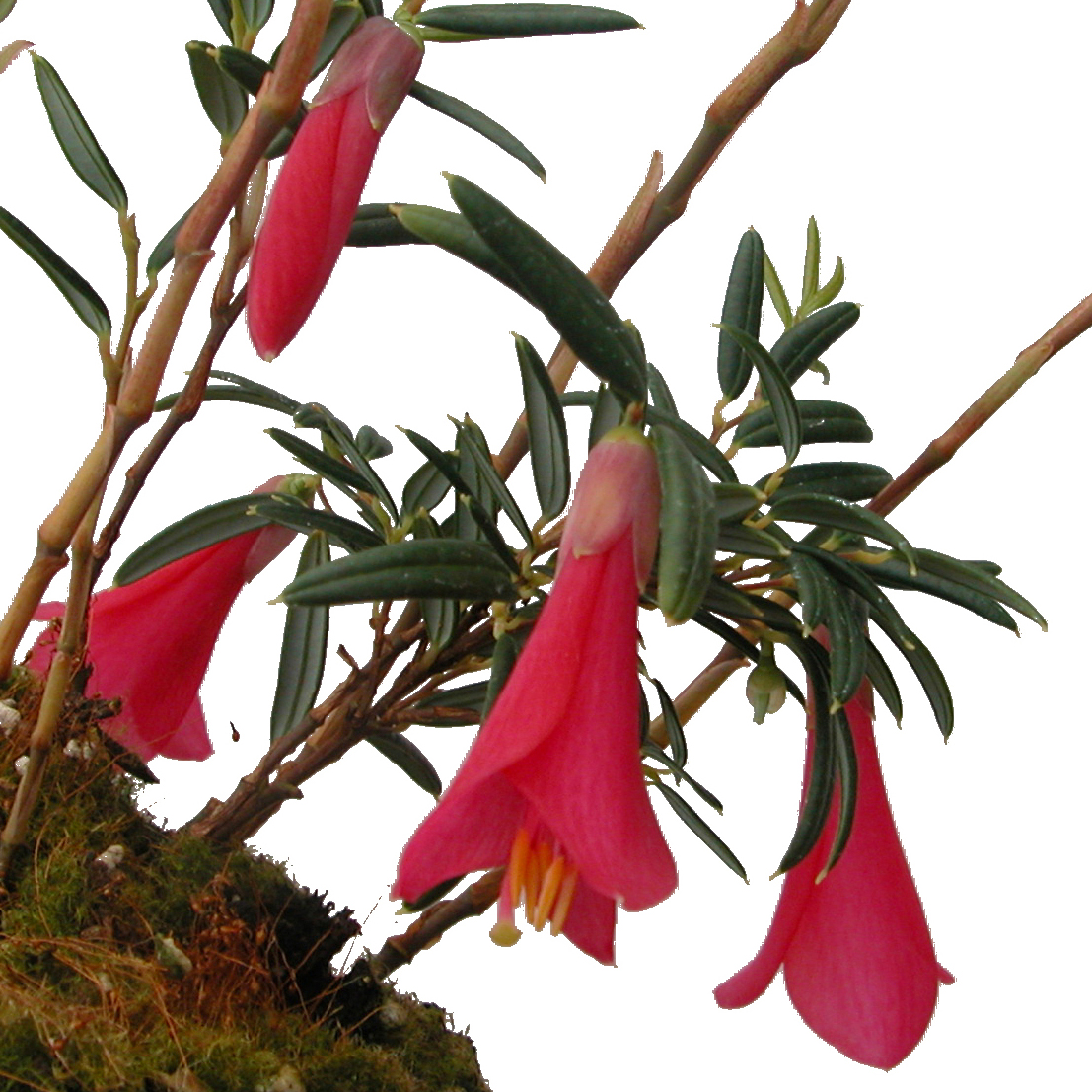 PHILESIA magellanica Philesia Trees & shrubs