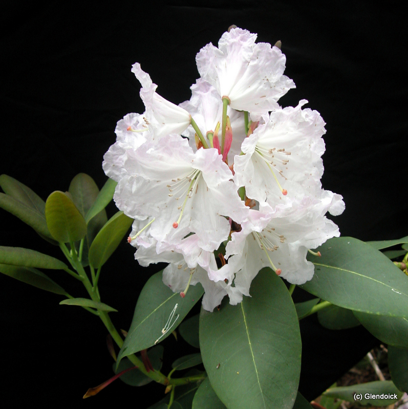 QIAOJIAENSE specimen Rhododendron Specimen Plants