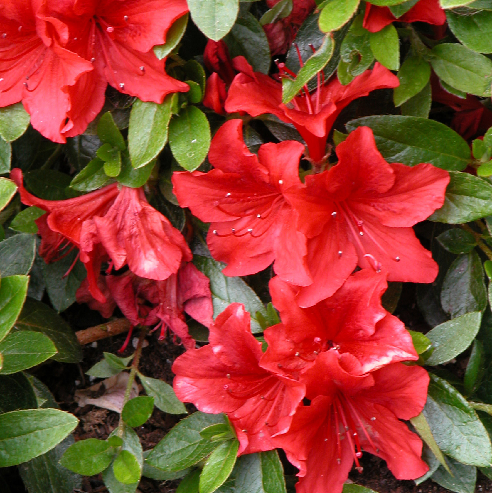 RACOON Azalea Evergreen Azalea