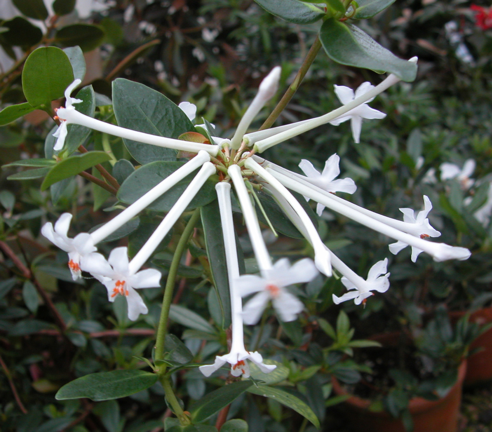 RADIANS VIREYA RHODODENDRONS FOR INDOORS Vireya Rhododendrons for indoors