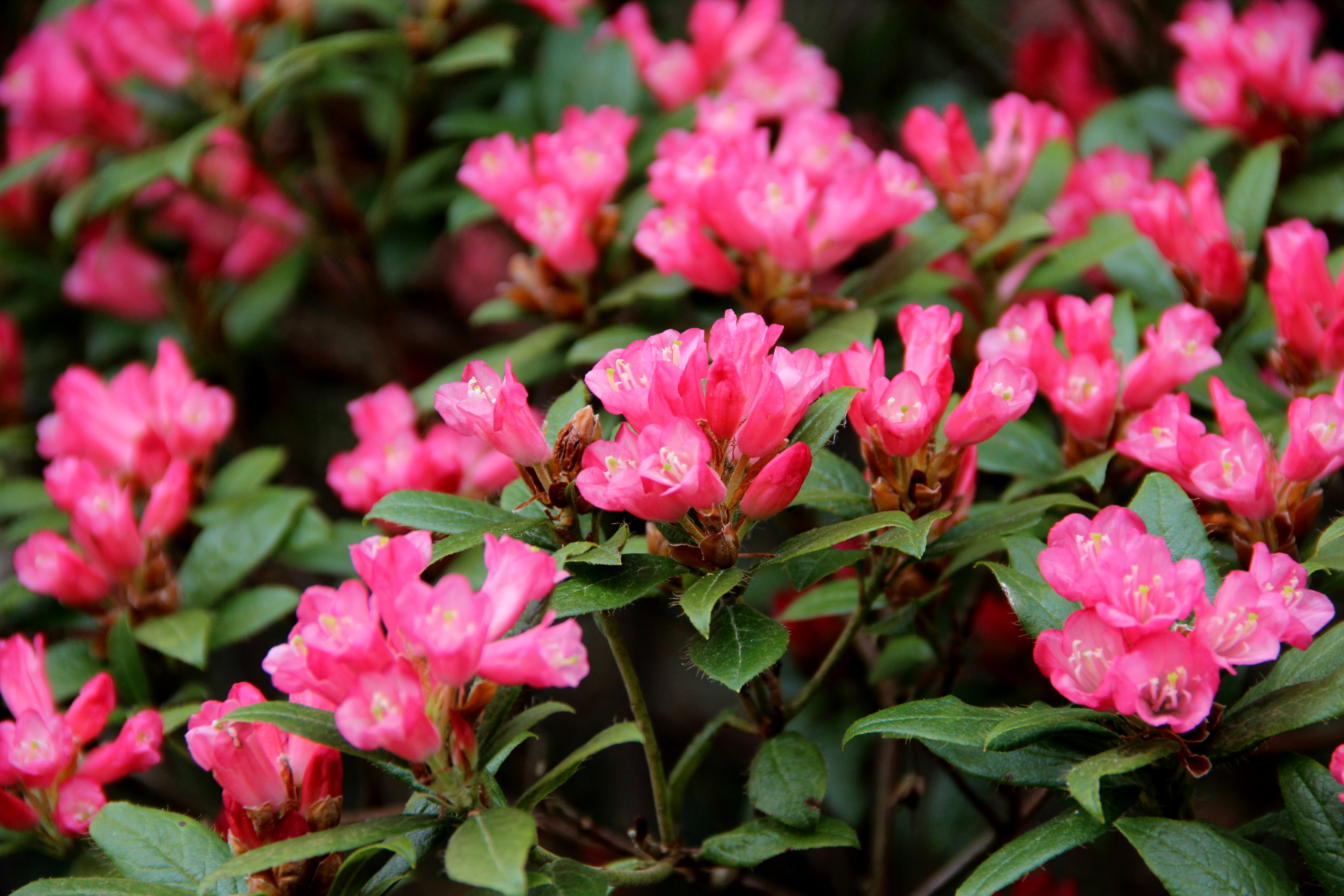 RAZORBILL Rhododendron Rhododendron Dwarf Species and Hybrids