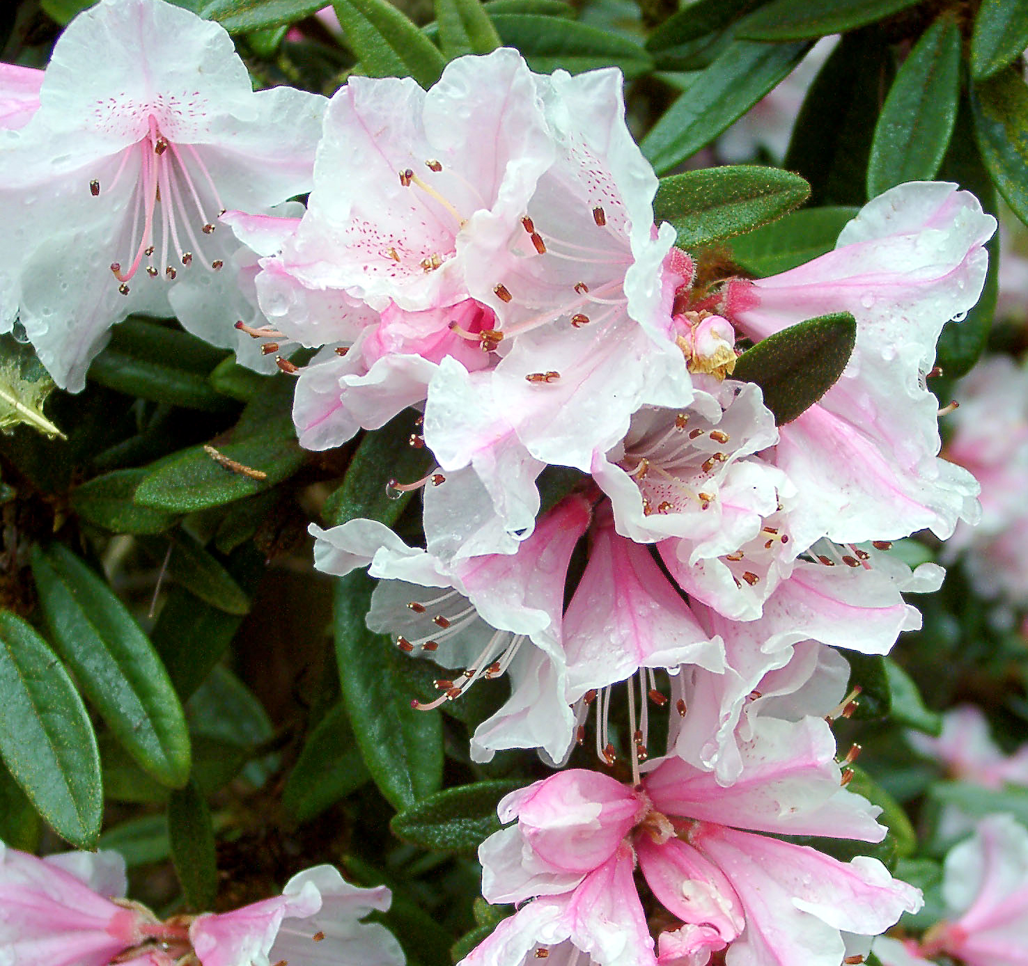 RECURVOIDES KEILLOUR Rhododendron Larger Species Rhododendrons