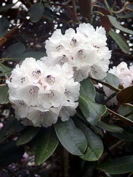 REX ssp. FICTOLACTEUM Rhododendron Larger Species Rhododendrons
