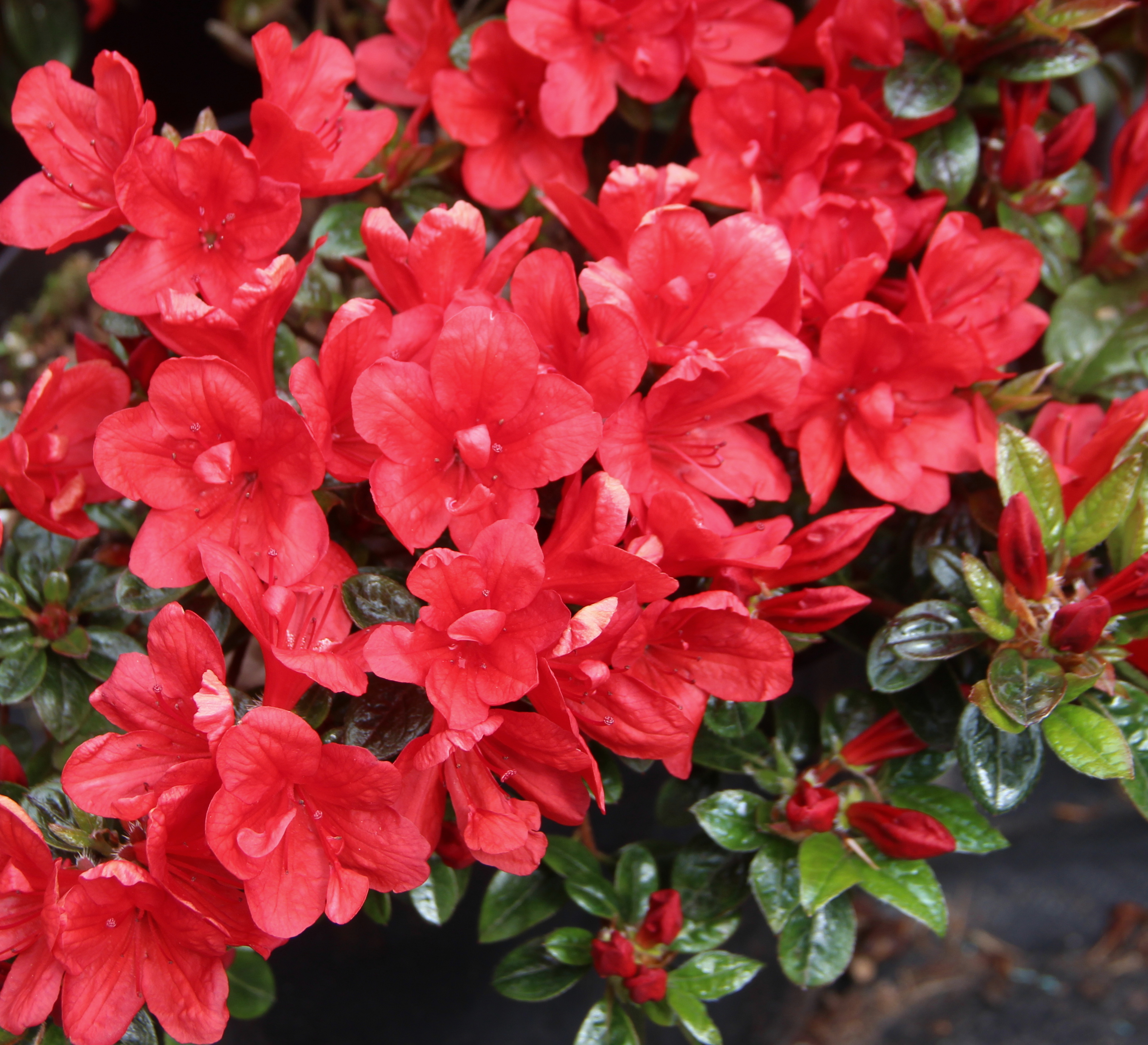 GLENDOICK CRIMSON [GLE004] Azalea Evergreen Azalea