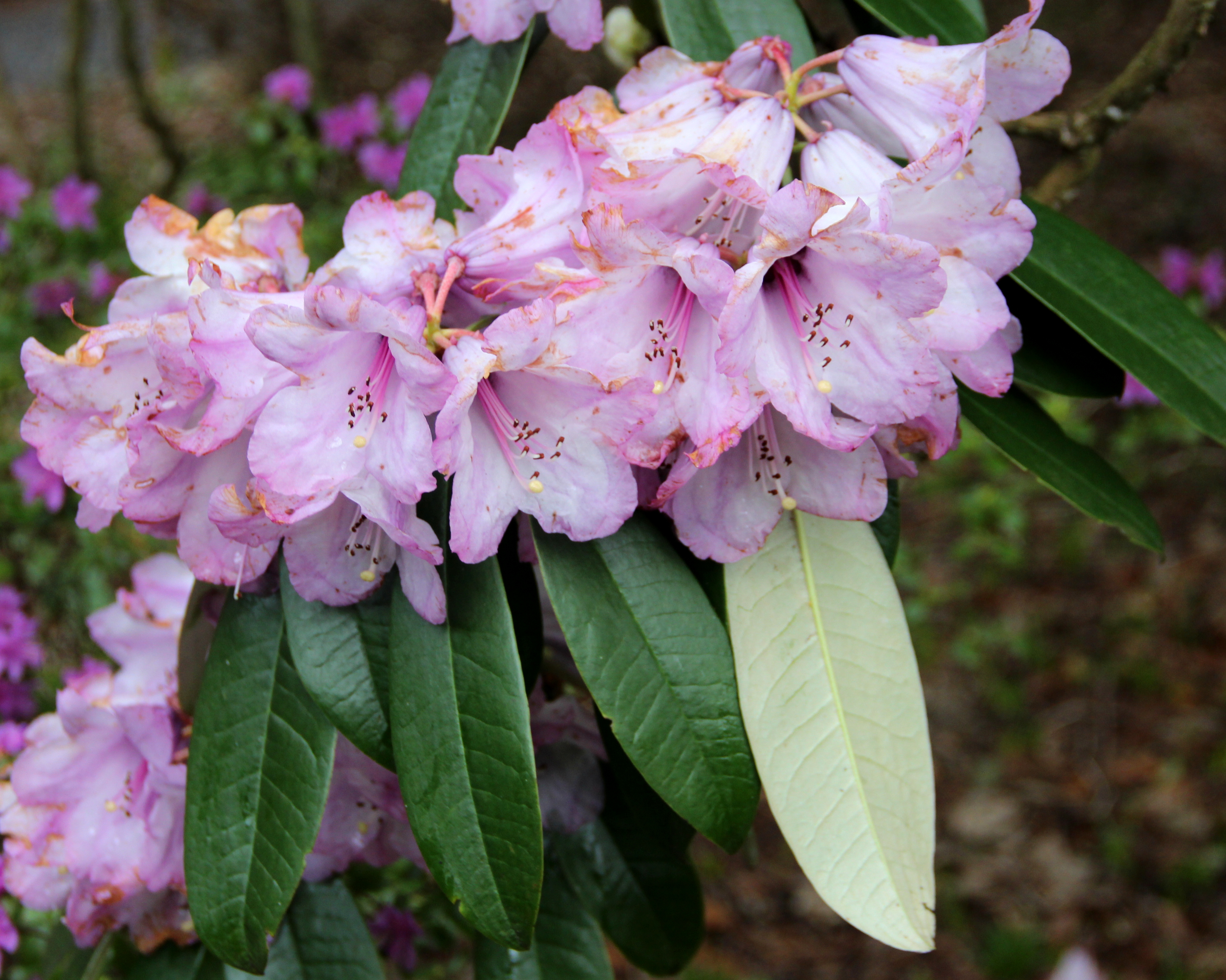 EBIANENSE CNC 2109 Rhododendron Larger Species Rhododendrons