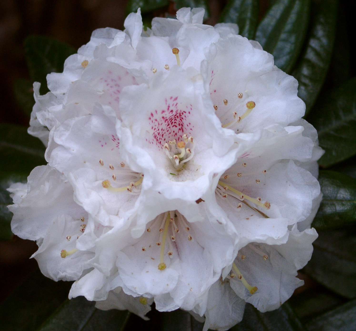 ROXIEANUM GLOBIGERUM Gp. RSF Rhododendron Larger Species Rhododendrons
