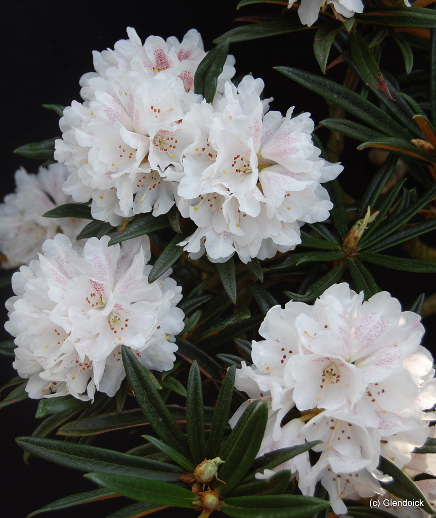 ROXIEANUM  var. OREONASTES  (grafts) Rhododendron Larger Species Rhododendrons