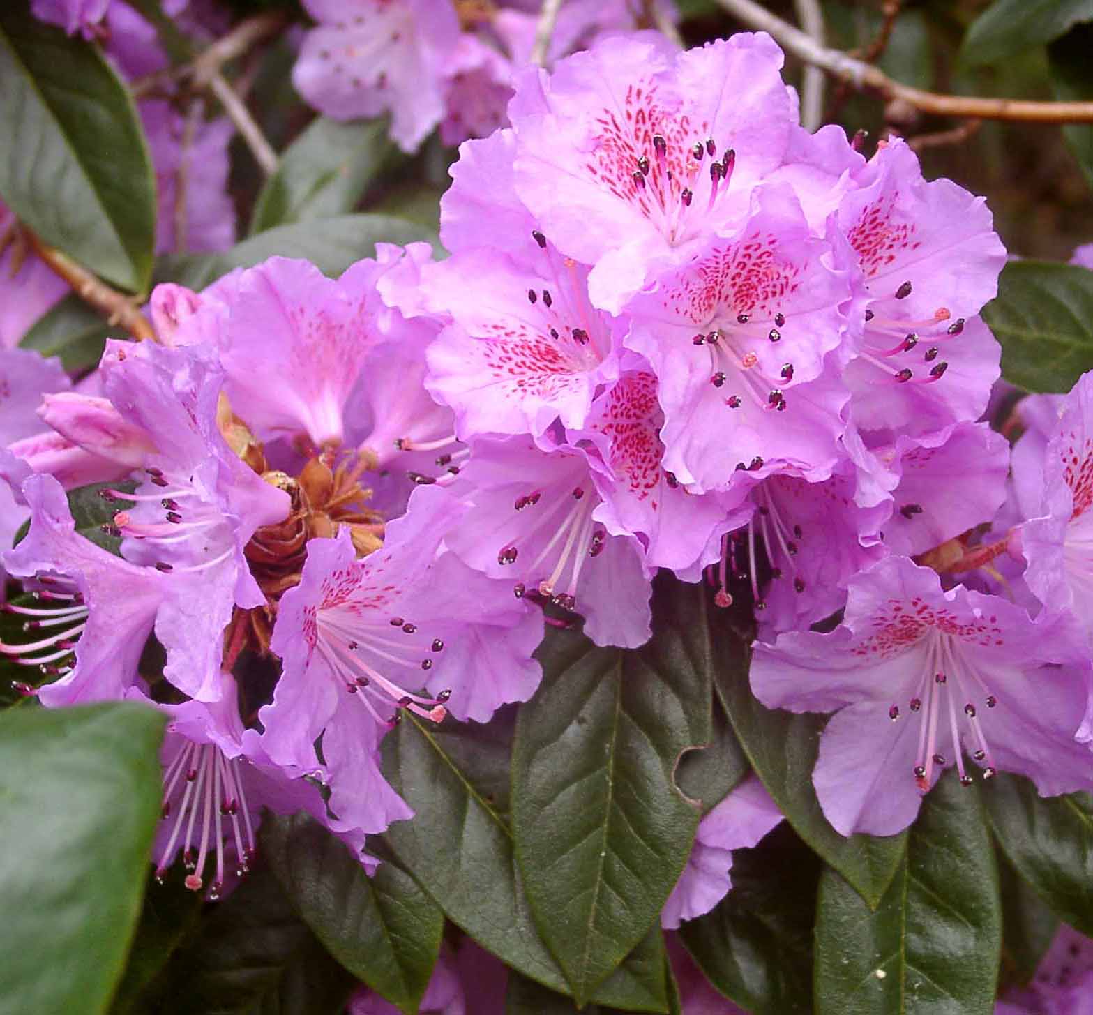 RUBIGINOSUM CW Rhododendron Rhododendron Triflora Cinnabarina