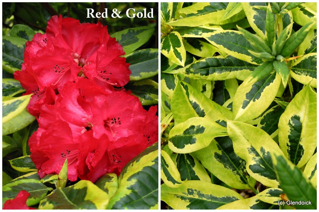 RED AND GOLD (CORNUBIA VARIEGATED) lge specimen Rhododendron 