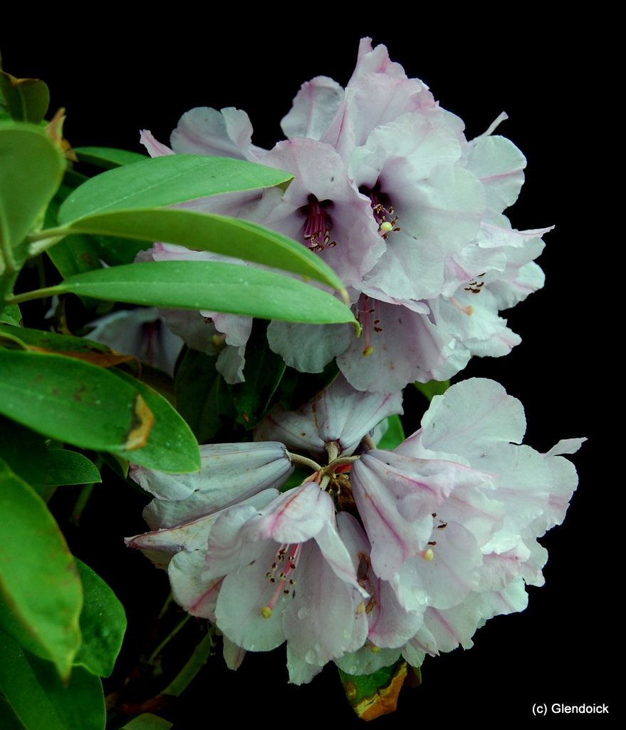 RIRIEI Rhododendron Larger Species Rhododendrons