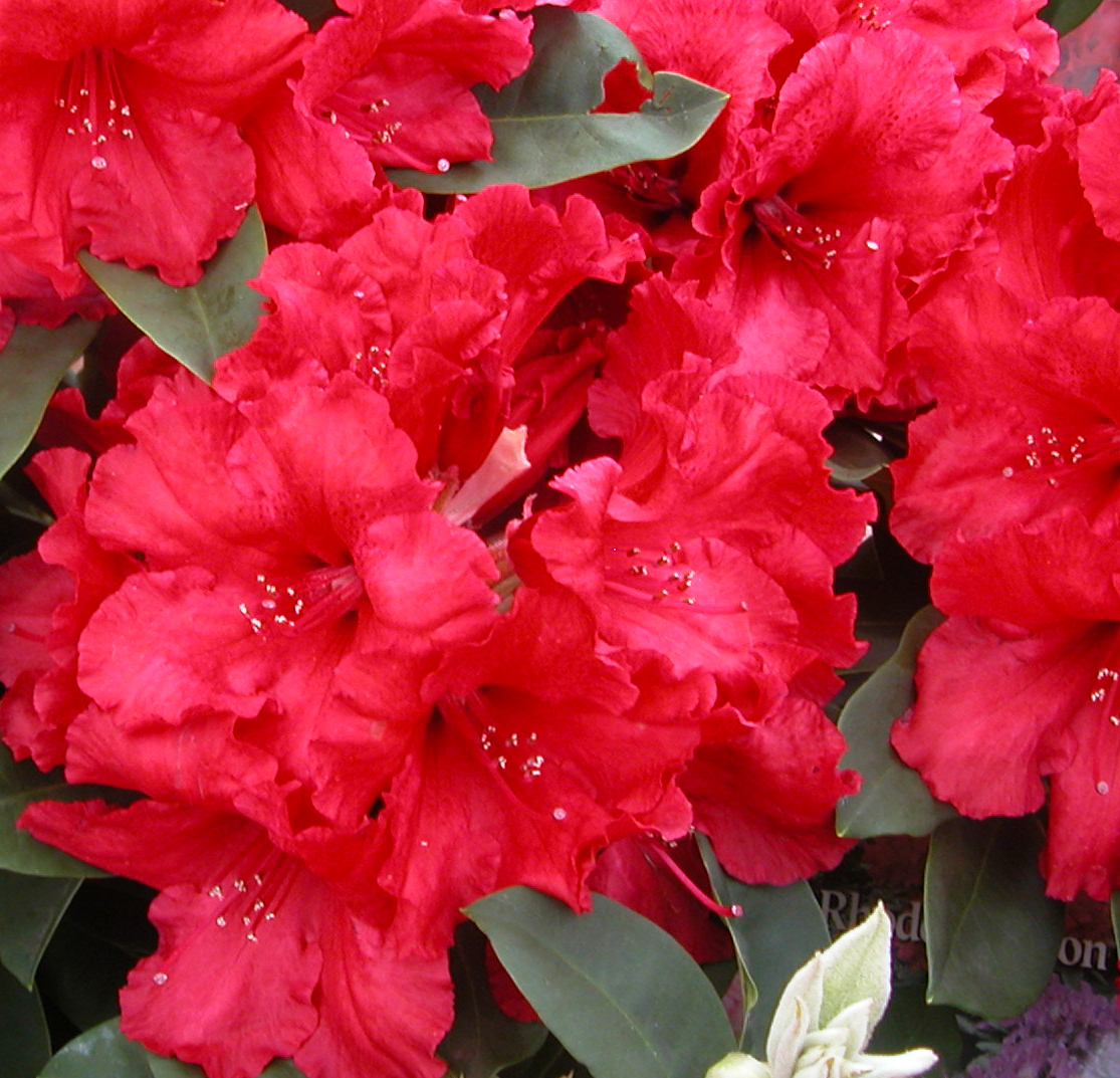 ROTAR KURSAR specimen Rhododendron Specimen Plants