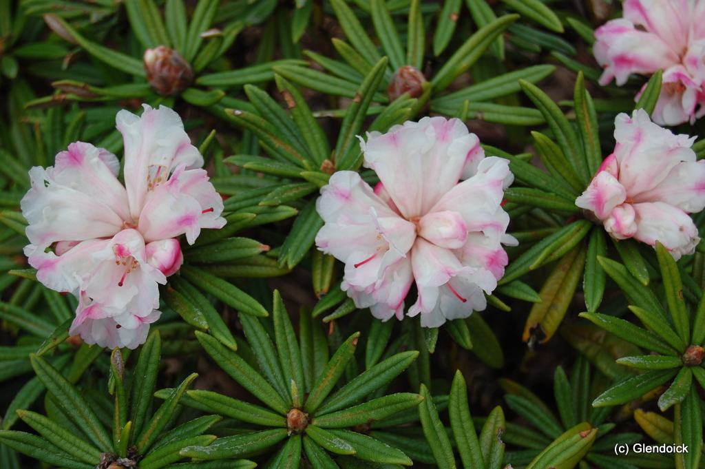 ROXIEANUM var. PARVUM Rhododendron Larger Species Rhododendrons