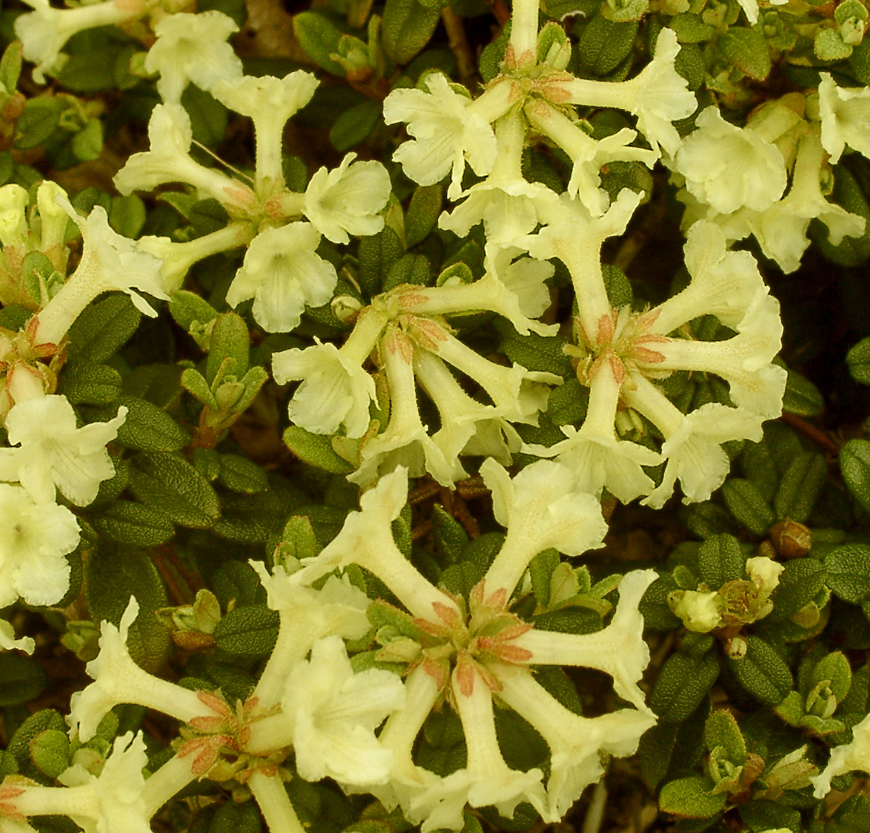 SARGENTIANUM JN Rhododendron Rhododendron Dwarf Species and Hybrids