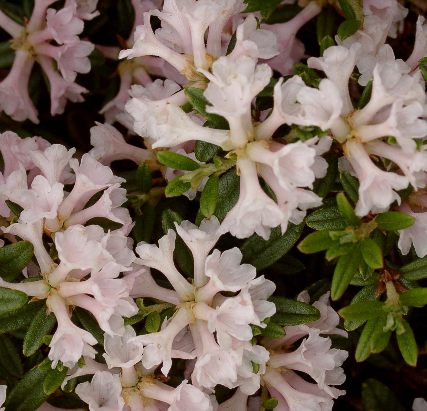 SARLED 1. Dwarf Lepidote Rhododendron Dwarf Species and Hybrids