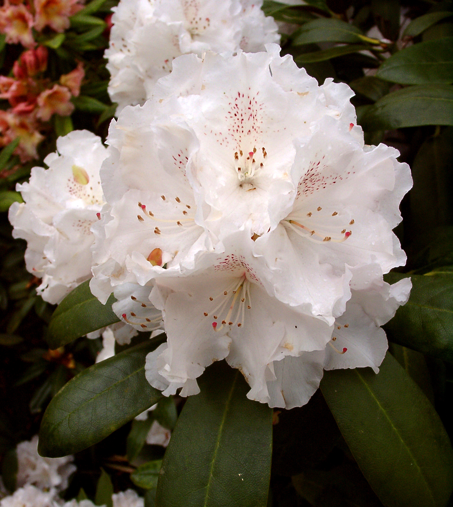 SCHNEEKRONE (Yak) Rhododendron Rhododendron medium growing hybrids