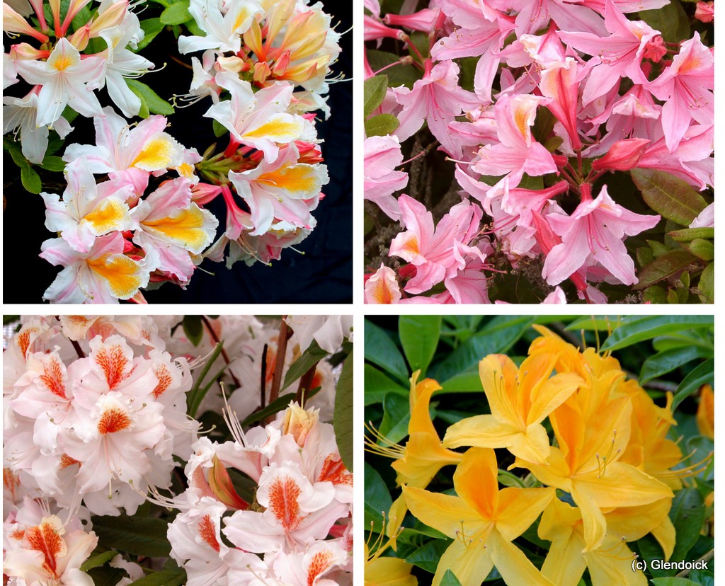 Deciduous and Evergreen Azaleas in a huge range of colours