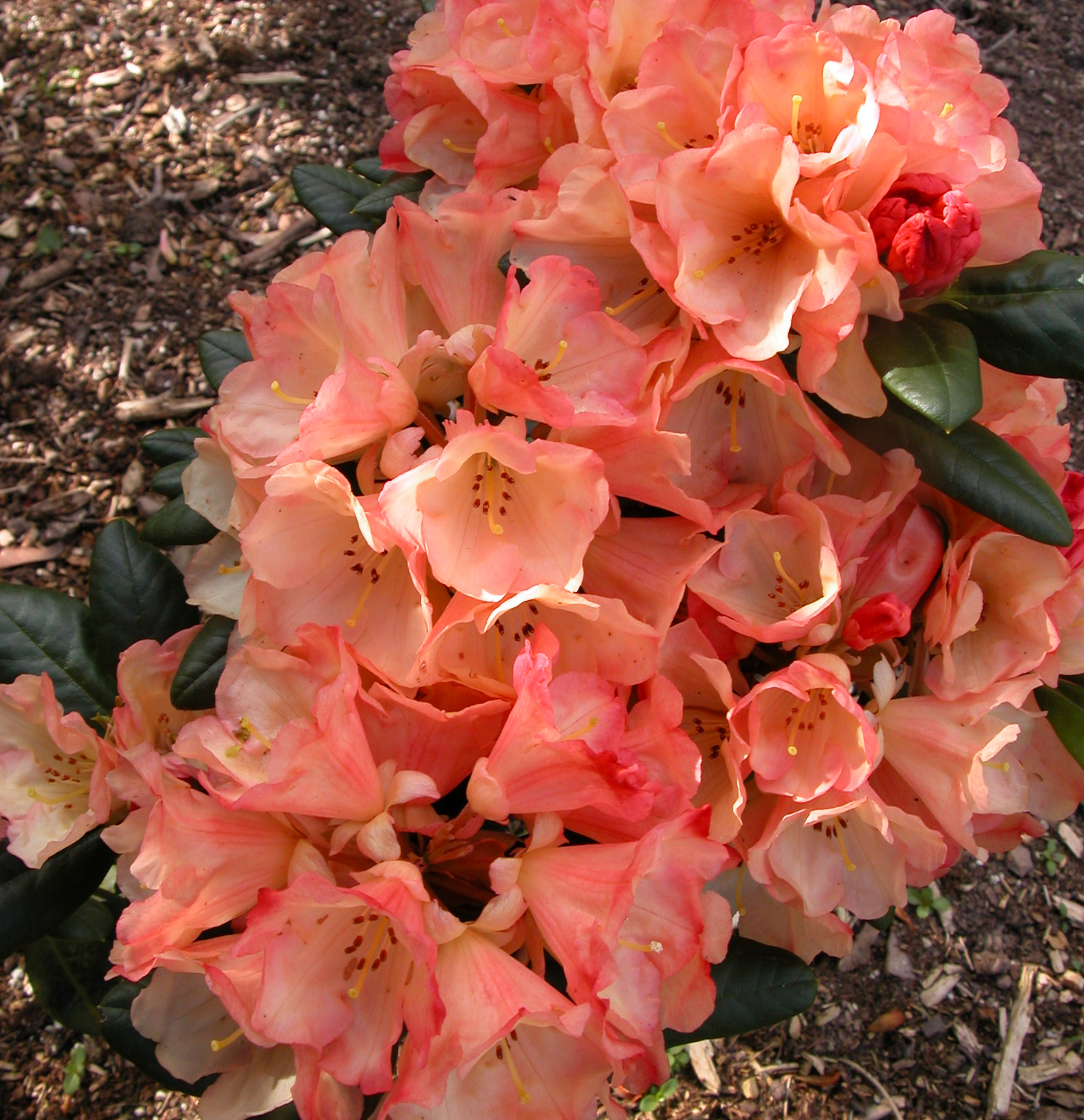 SEAVIEW SUNSET (Yak) Rhododendron Rhododendron medium growing hybrids