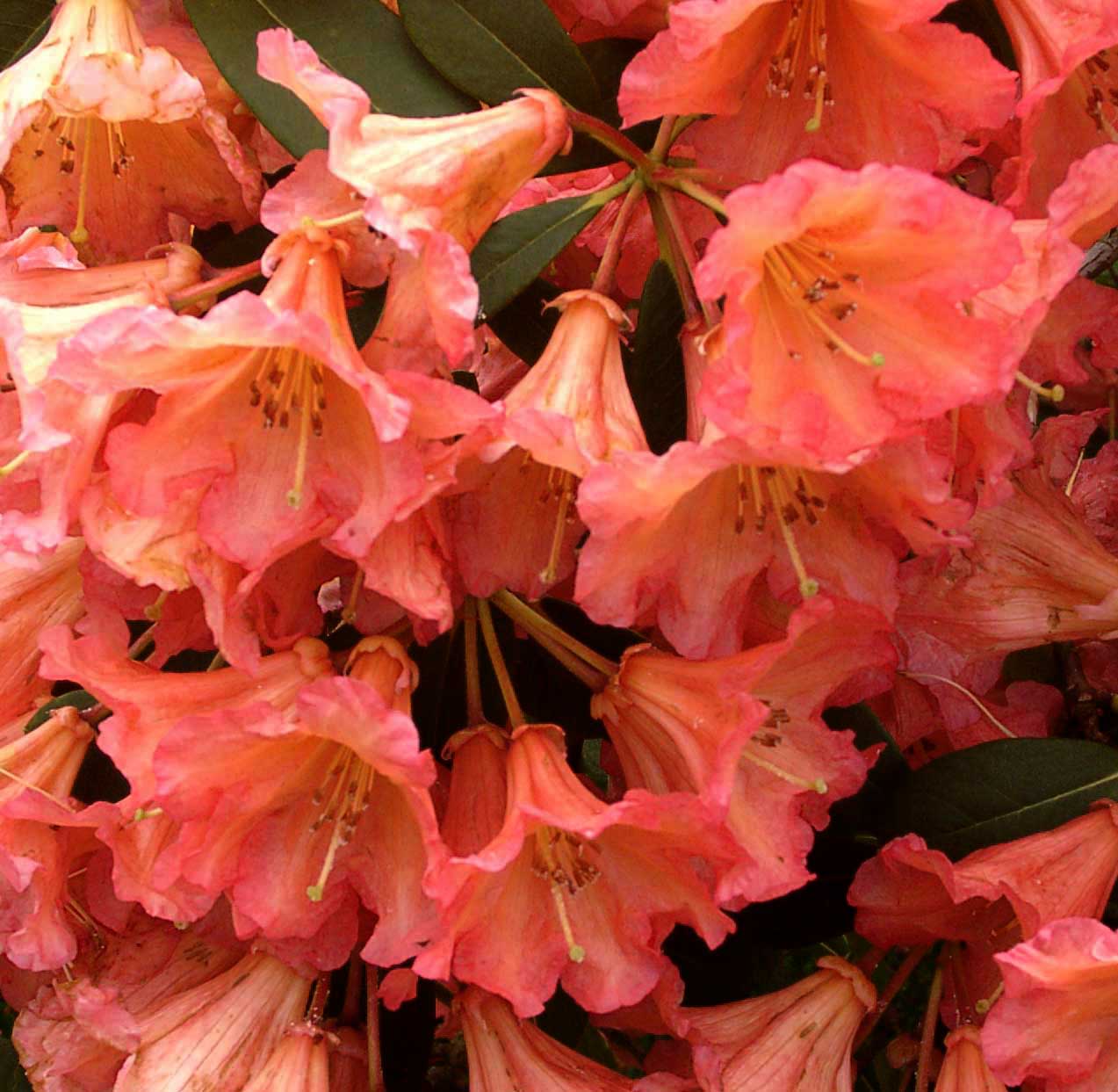SEPTEMBER SONG Rhododendron Rhododendron Larger Hybrids