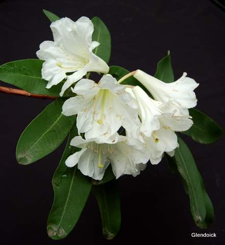 SEROTINUM (aff) EX CH 7189 Rhododendron Larger Species Rhododendrons
