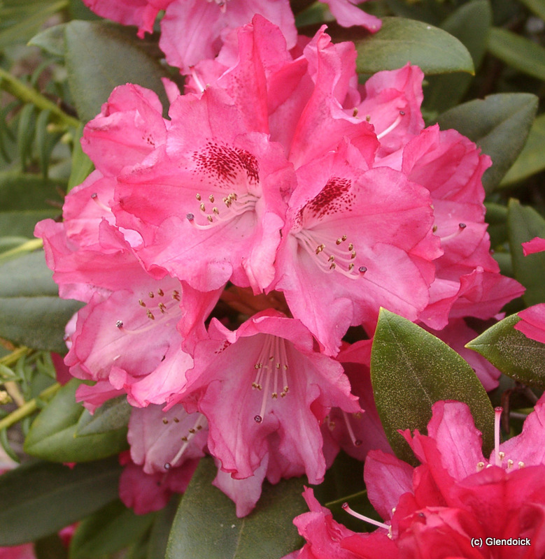 SNEEZY (Yak) Rhododendron Rhododendron medium growing hybrids