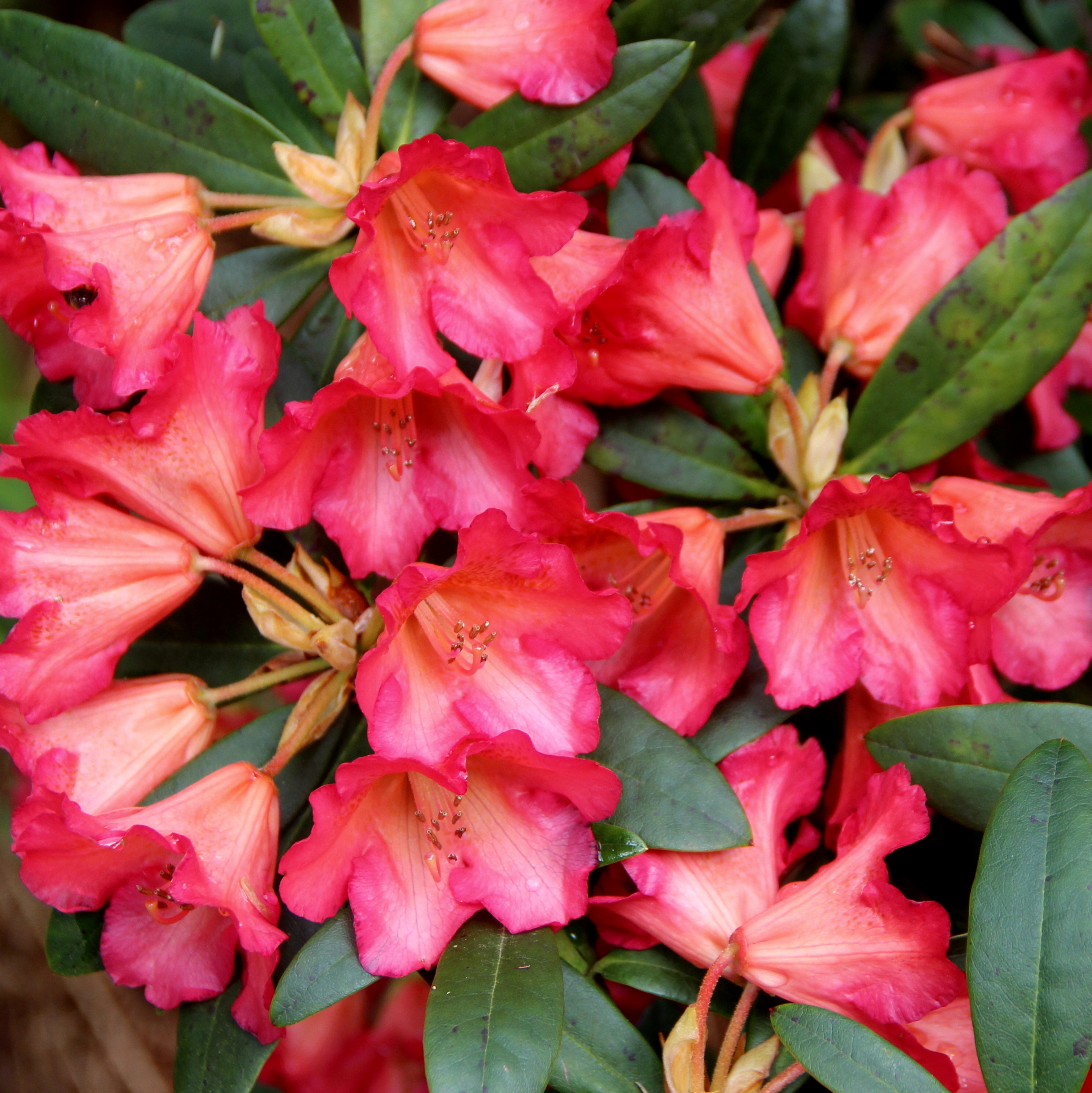SONATA Rhododendron Rhododendron Larger Hybrids