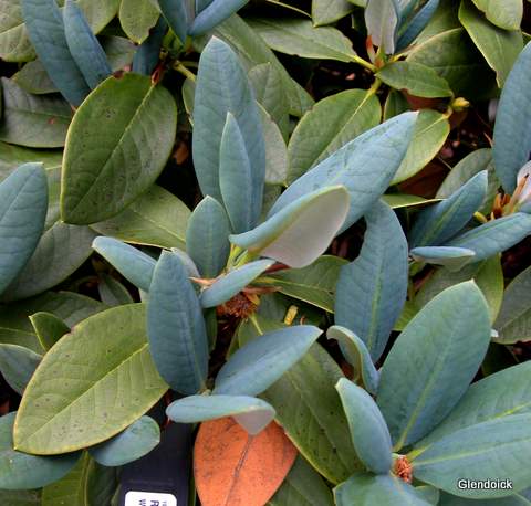 SPHAEROBLASTUM var. WUMENGENSE  blue leaved selection Rhododendron Larger Species Rhododendrons
