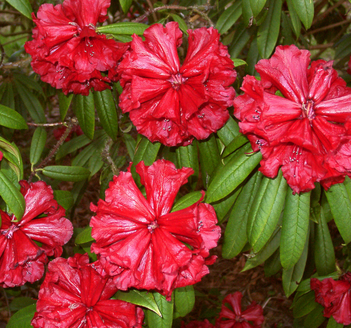 STRIGILLOSUM Rhododendron Larger Species Rhododendrons