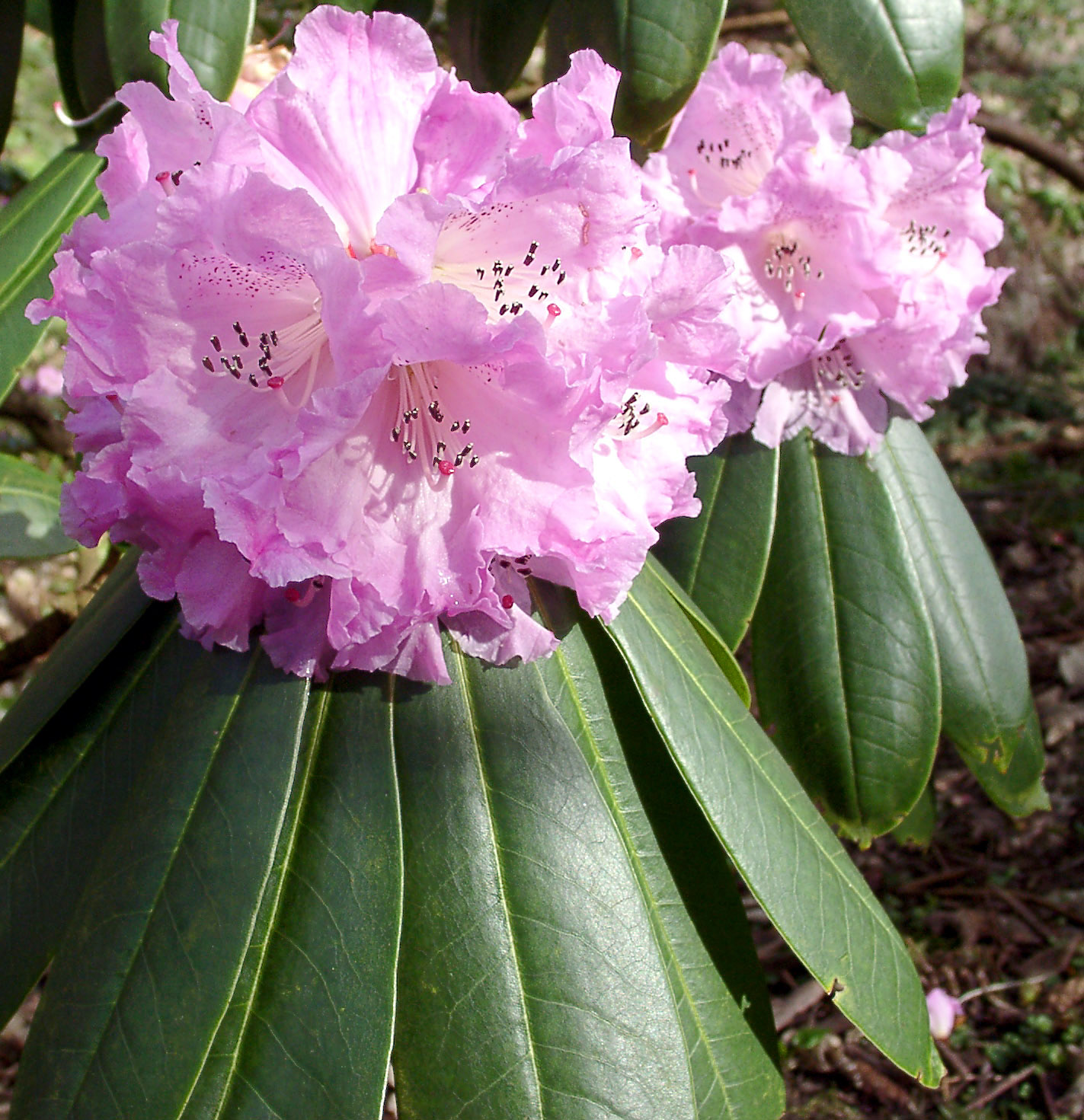 SUTCHUENENSE Rhododendron Larger Species Rhododendrons
