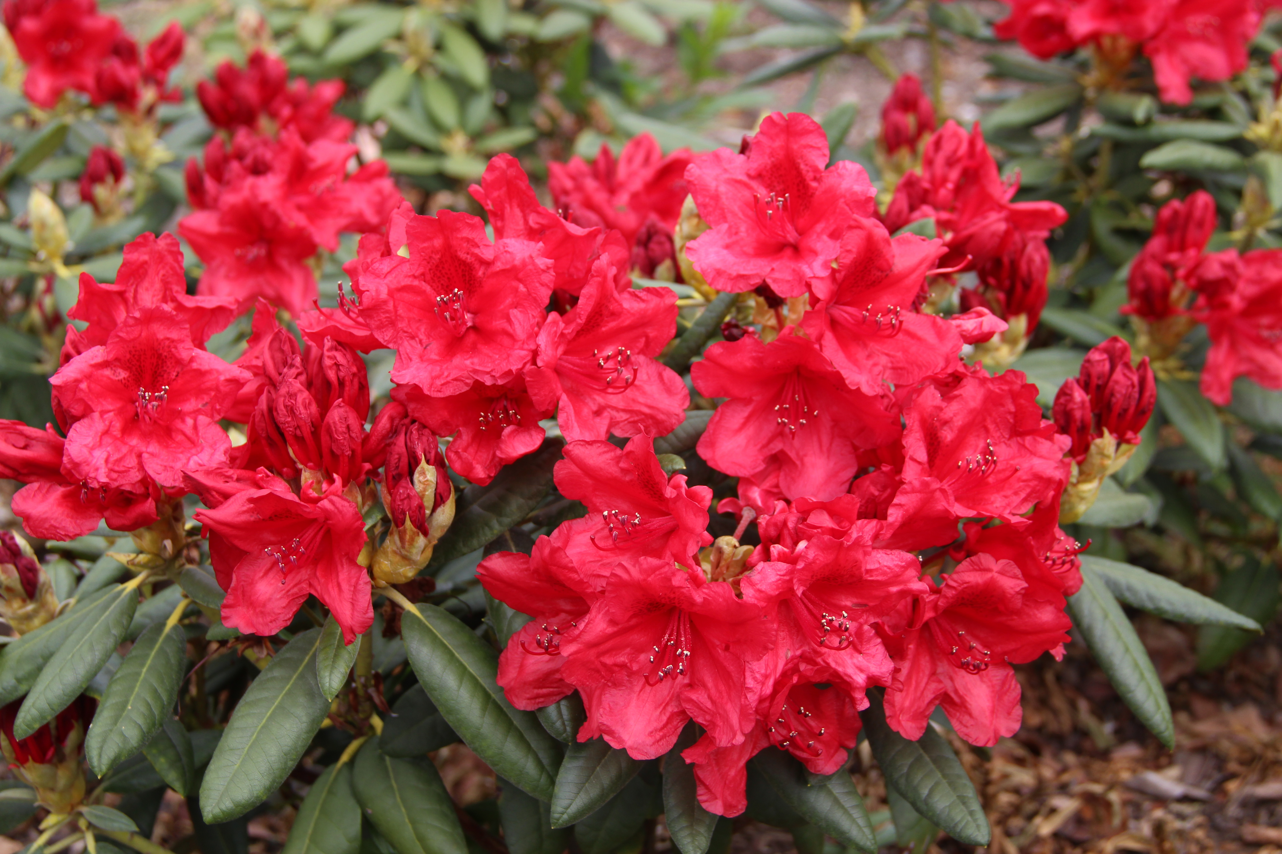 SEPTEMBER RED specimen Rhododendron 
