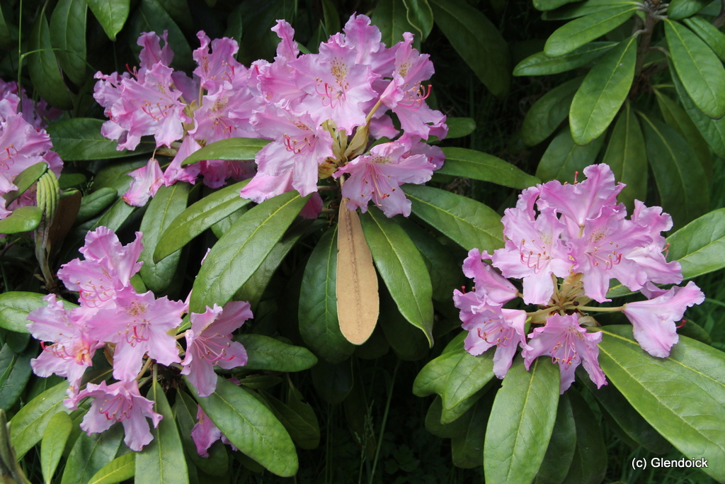 SMIRNOWII specimen Rhododendron Specimen Plants