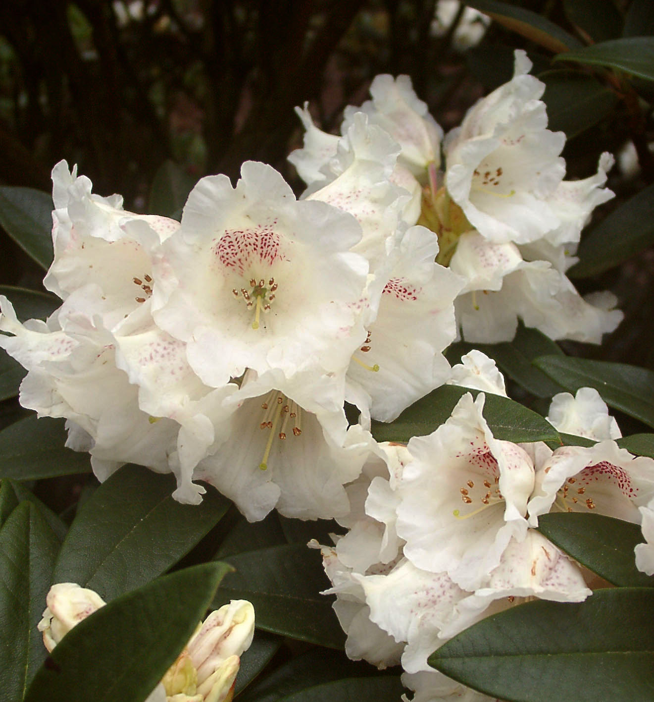 TALIENSE HONIGDUFT (HONEY FRAGRANCE) Rhododendron Larger Species Rhododendrons