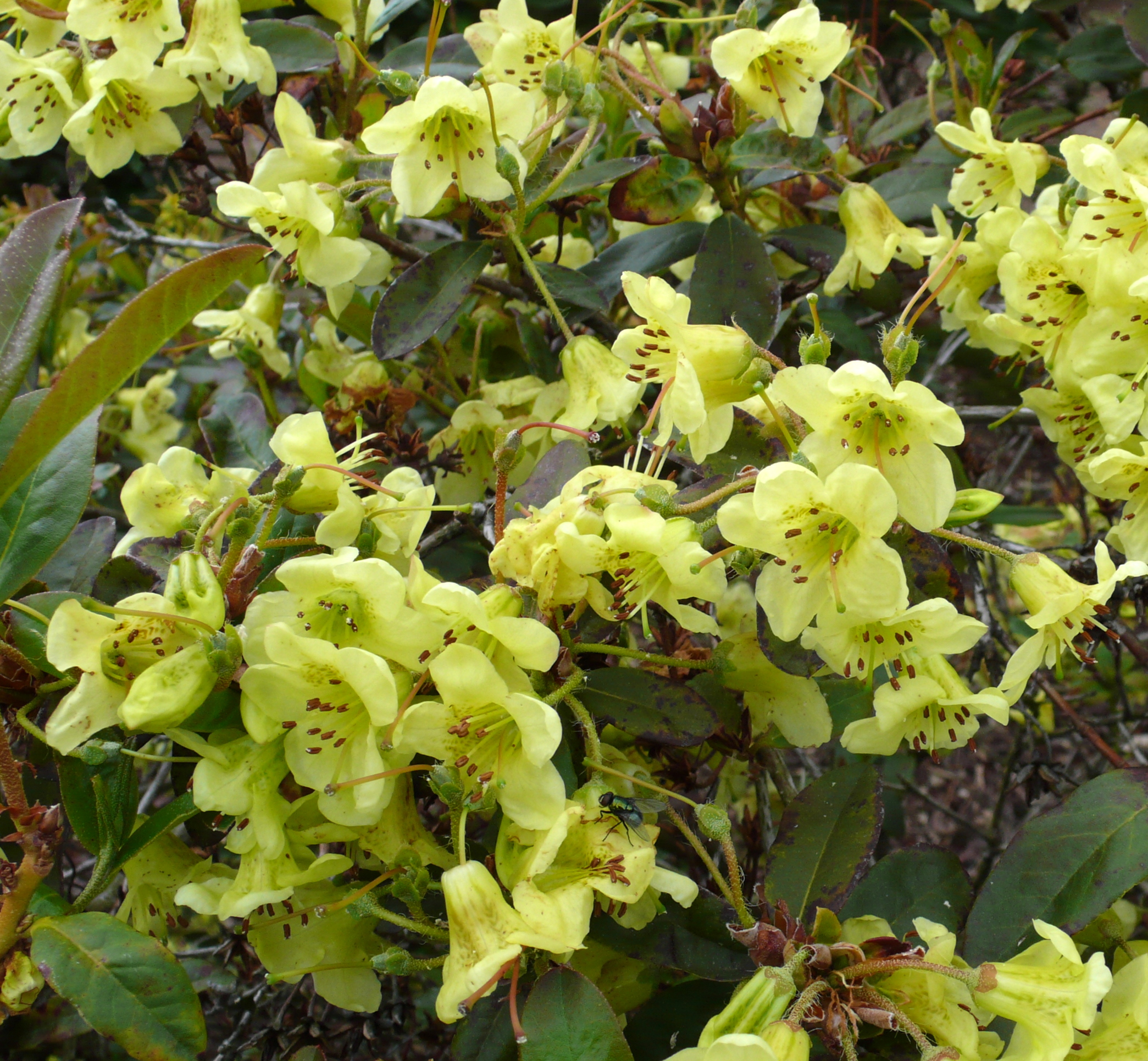 TANAGER Rhododendron Rhododendron Dwarf Species and Hybrids