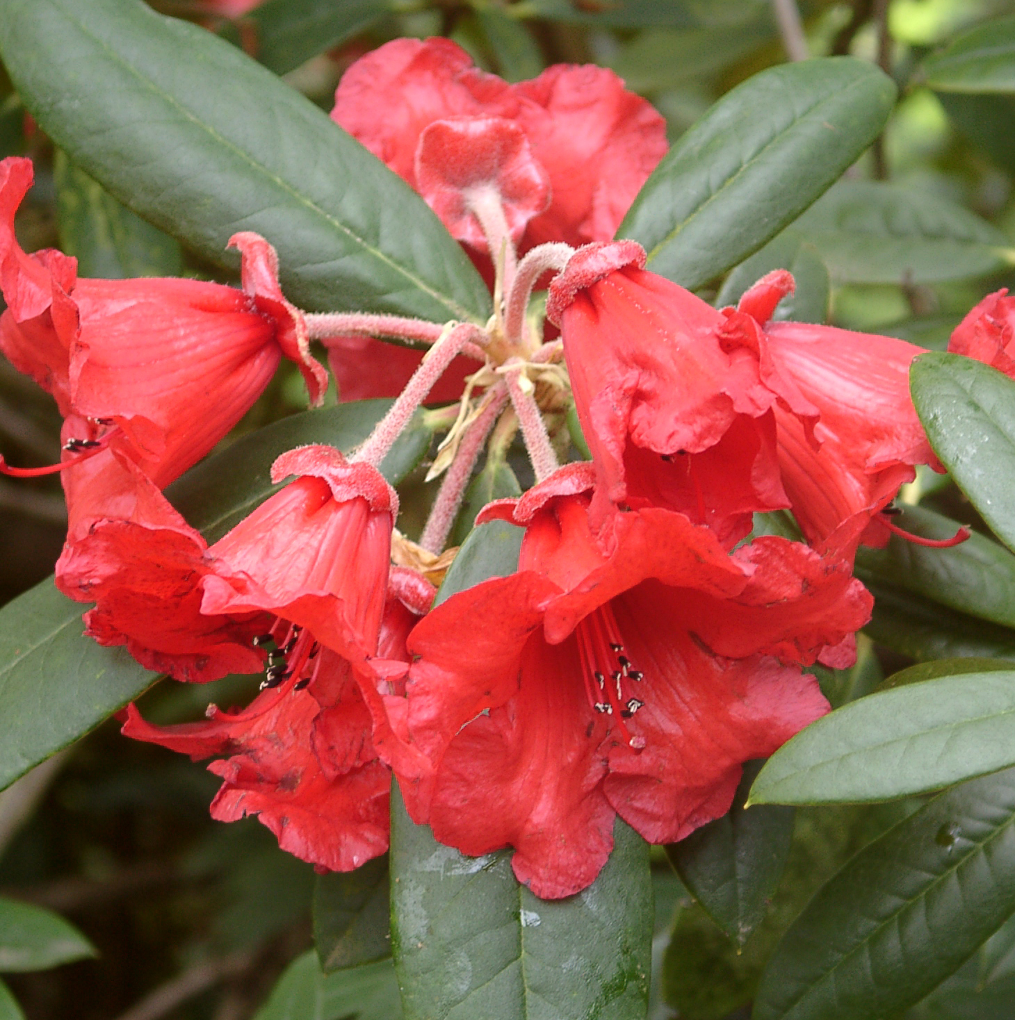 THOR Rhododendron Rhododendron Larger Hybrids