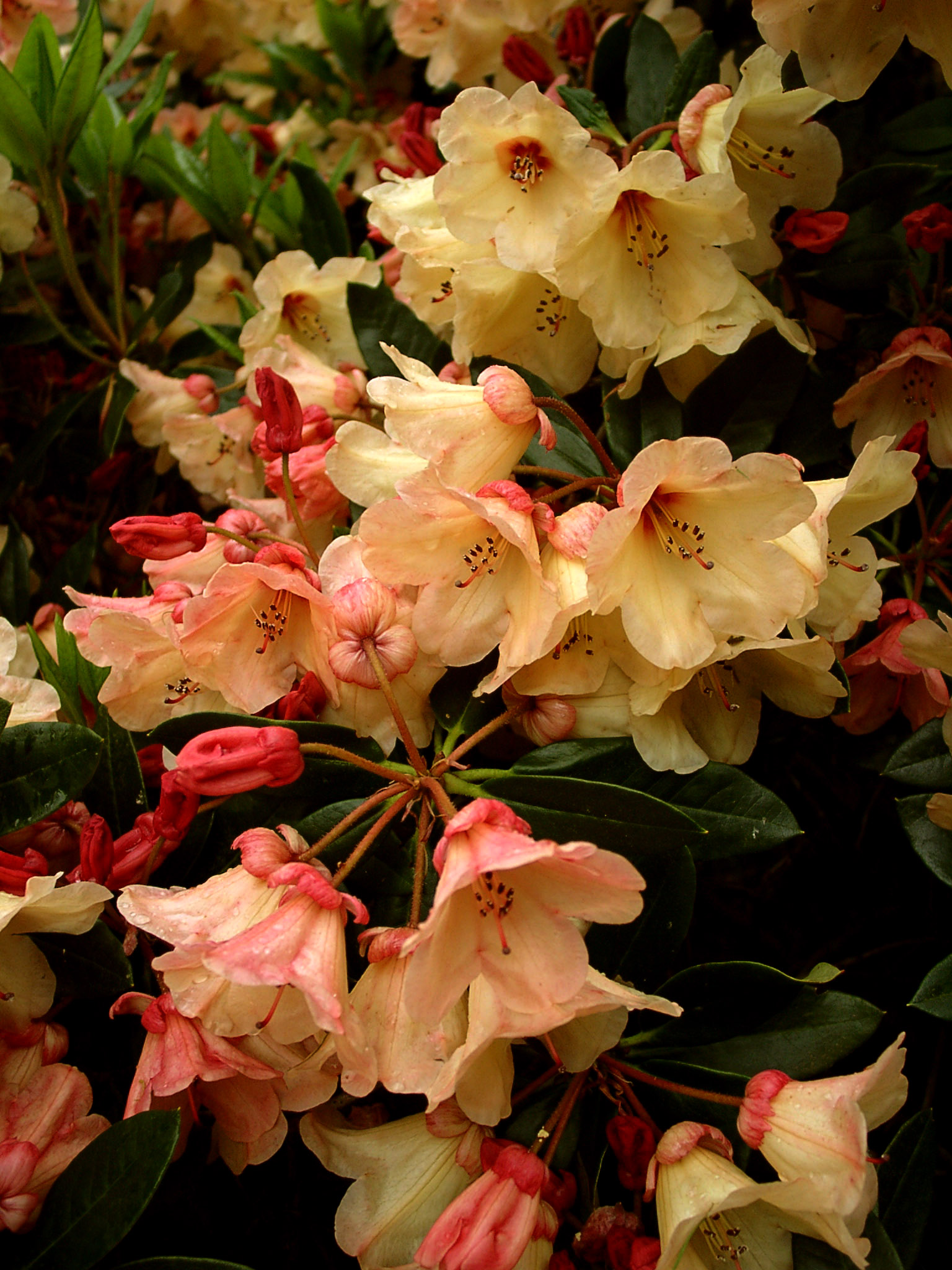 TIDBIT 0 Rhododendron Larger Hybrids