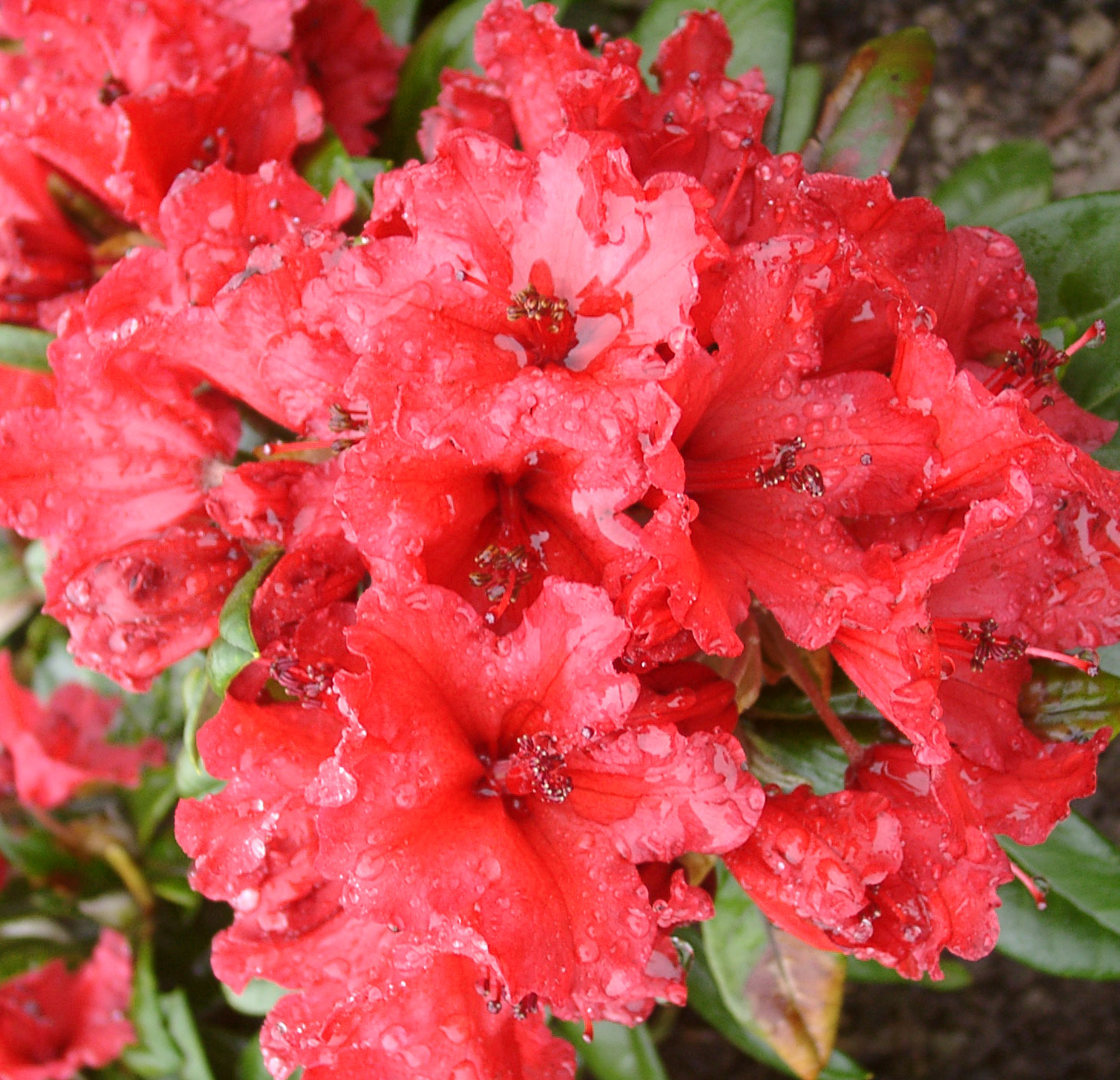 TITIAN BEAUTY (Yak) Rhododendron Rhododendron medium growing hybrids