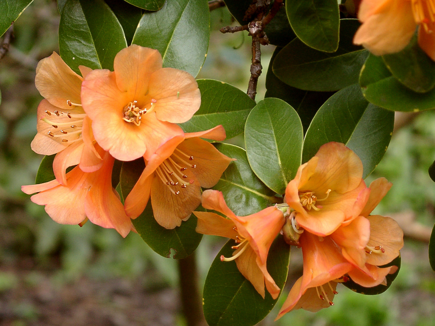 TREWITHEN ORANGE Glendoick form Rhododendron Rhododendron Triflora Cinnabarina