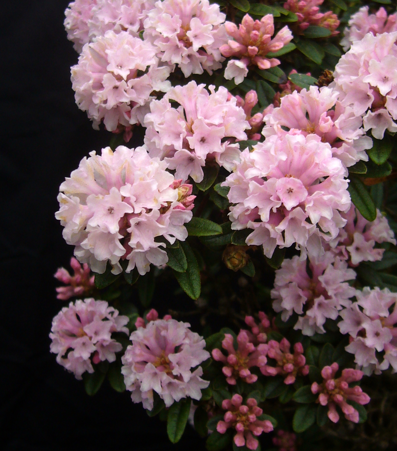 TRICHOSTOMUM PINK Rhododendron Rhododendron Dwarf Species and Hybrids