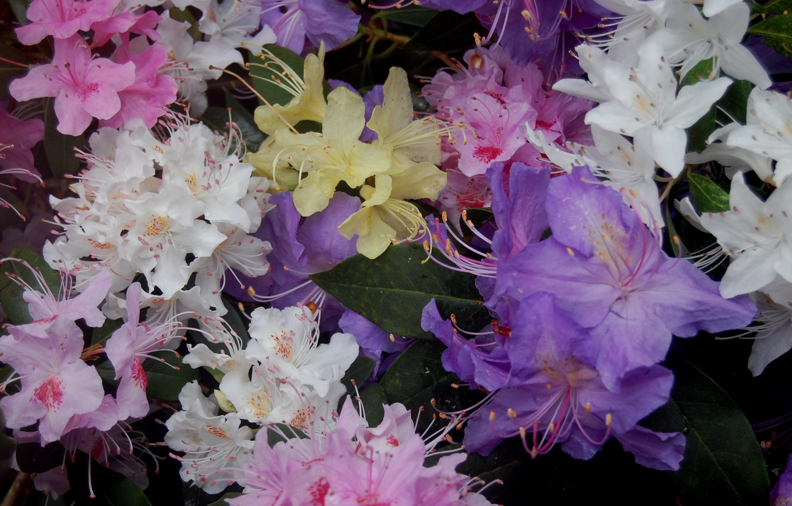 COLLECTION TRIFLORA & CINNABARINA 36 plants Azalea Special Offers & Collections & gift vouchers
