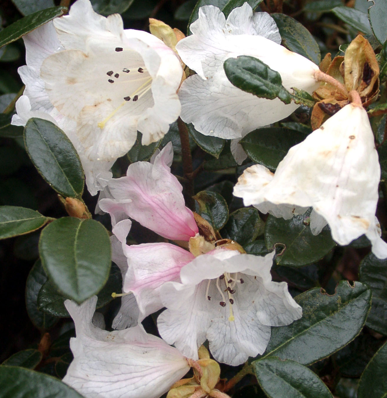 TSARIENSE Yum Yum 3. Elepidote Species Larger Species Rhododendrons