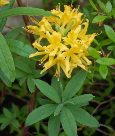 LUTEUM BLUE GOLD (Blue leaved Hobbie)