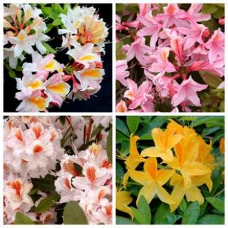 COLLECTION DECIDUOUS AZALEA SCENTED (20) collection SAVE 30%