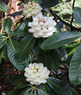 COLLECTION LARGE LEAVED RHODODENDRON SPECIES (8)