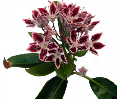 KALMIA LATIFOLIA GALAXY